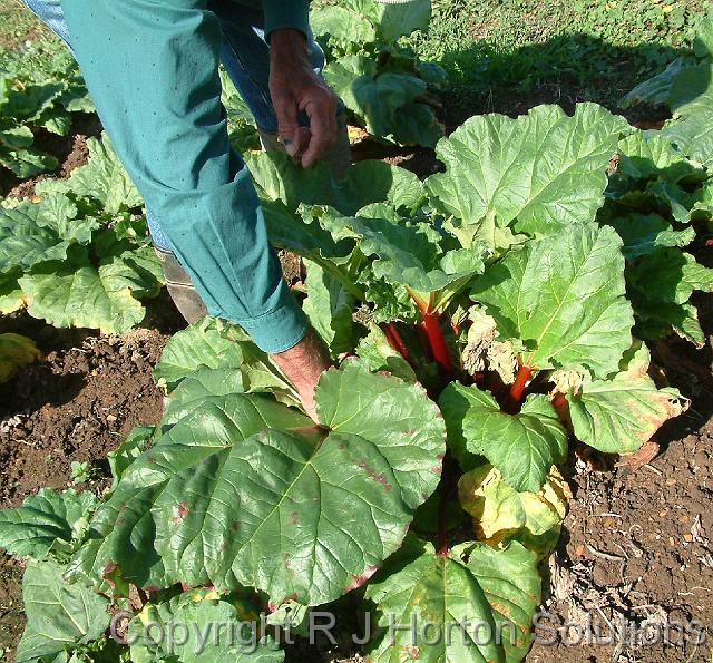 Rhubarb picking